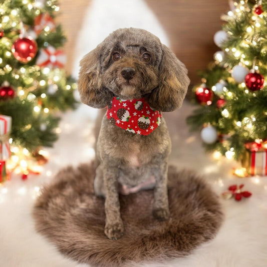 Cocoa the Toy Poodle