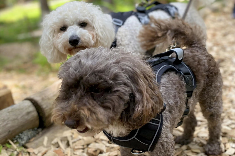 The Whole Cavapoodle