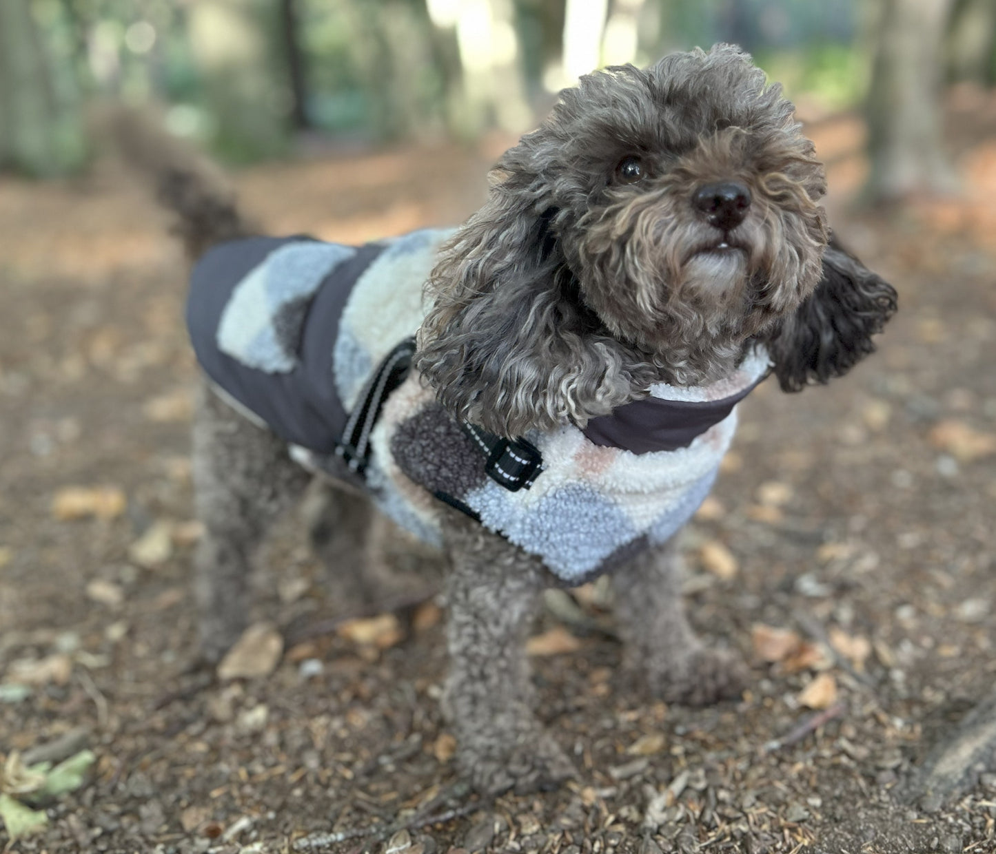 Pettit Jacket with Harness