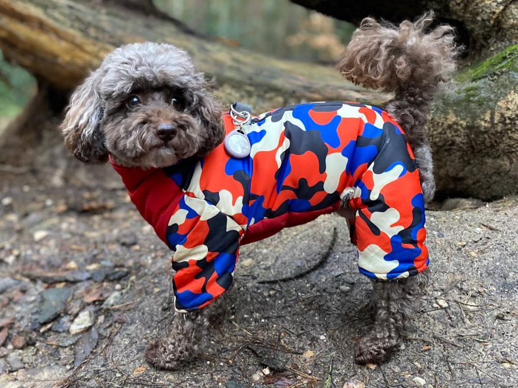 Cocoa's Winter Warmer