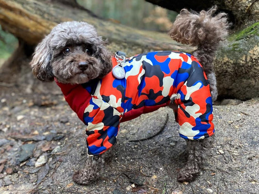 Cocoa's Winter Warmer
