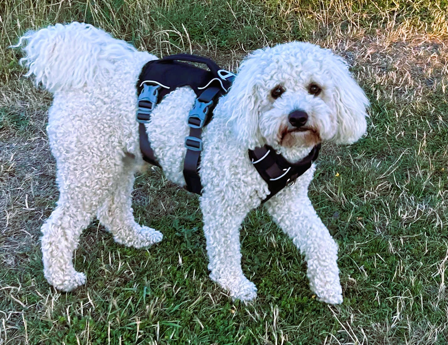 Durable Dog Harness