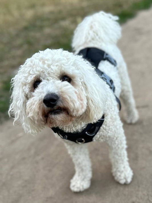 Durable Dog Harness