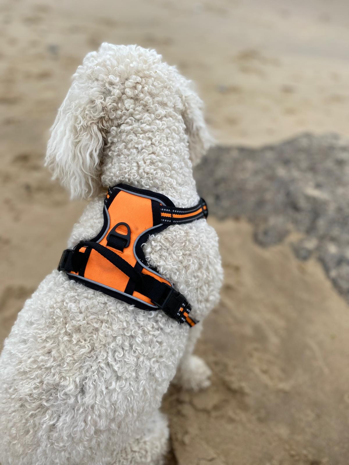 Padded and Reflective Harness