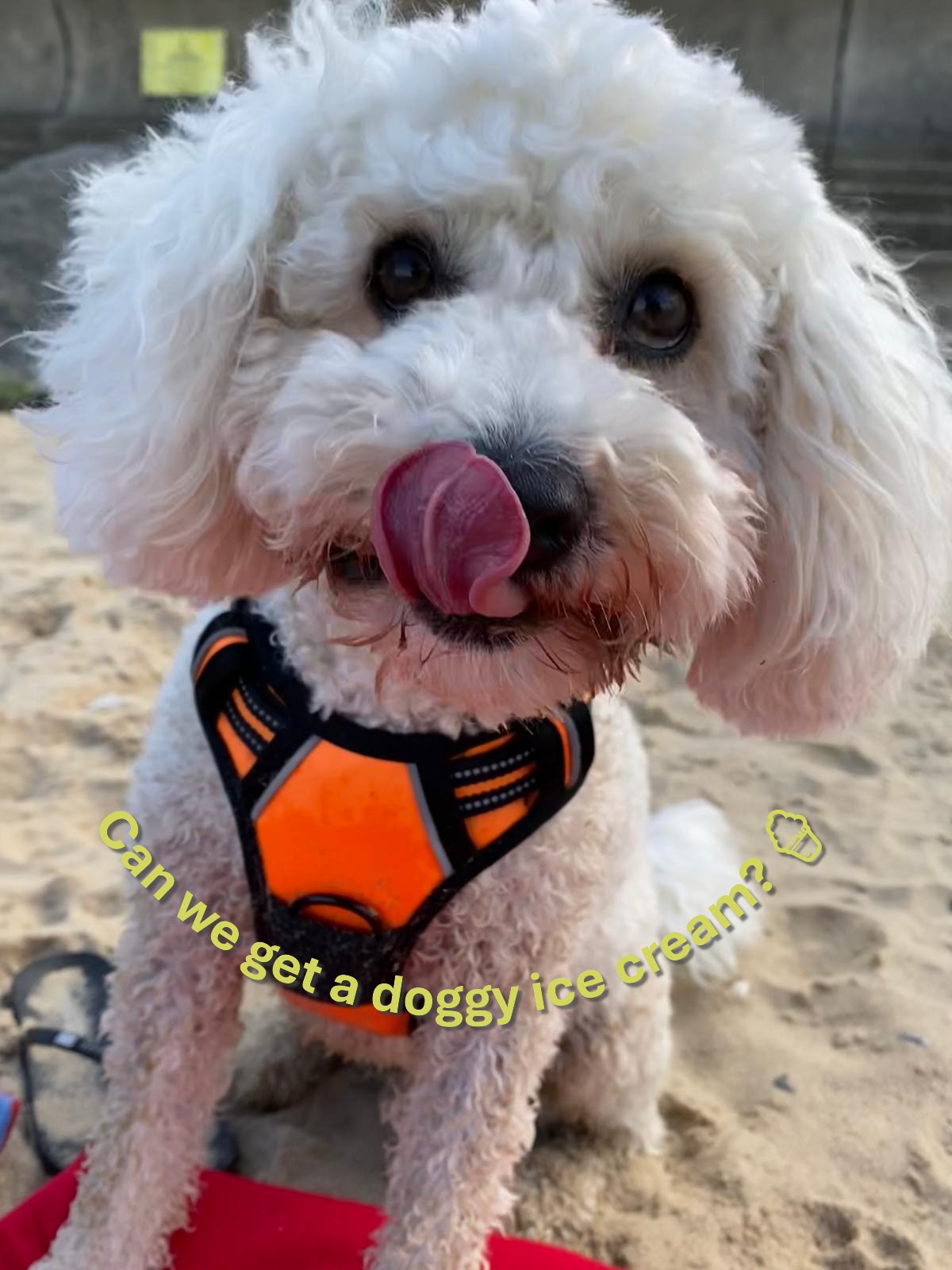 Padded and Reflective Harness