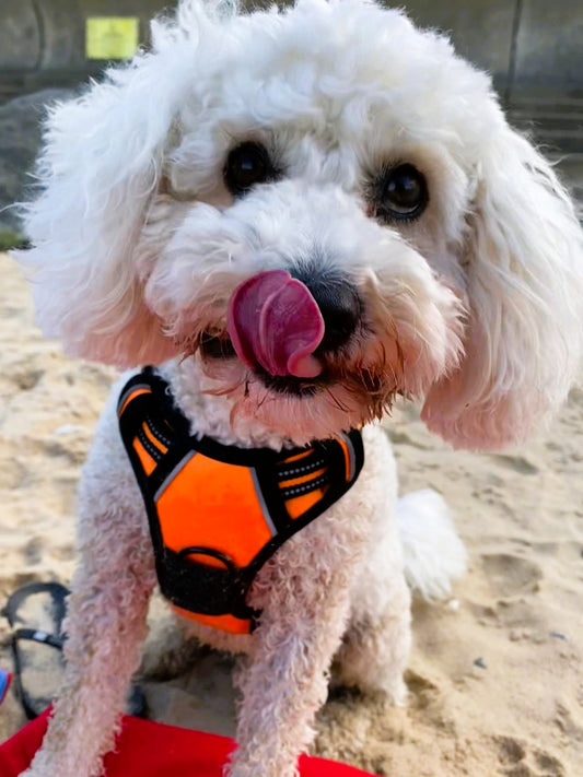 Padded and Reflective Harness