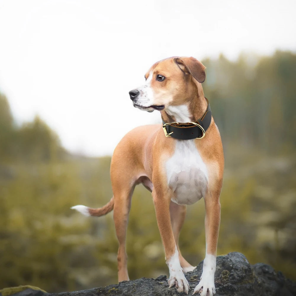 Leather Collar in multiple sizes
