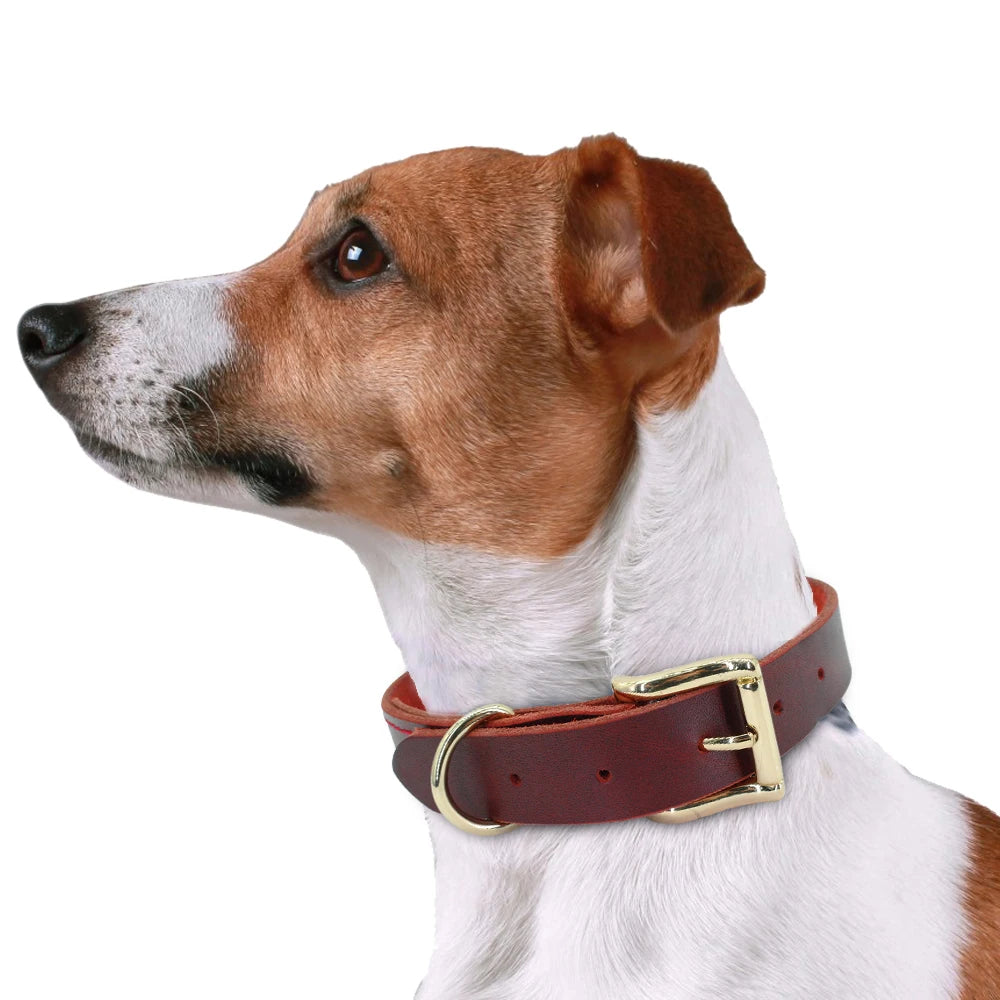 Leather Collar in multiple sizes