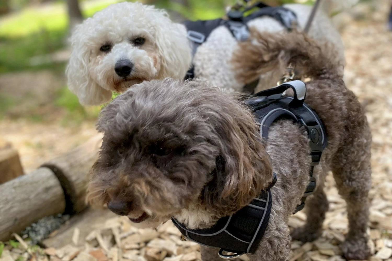 The Whole Cavapoodle