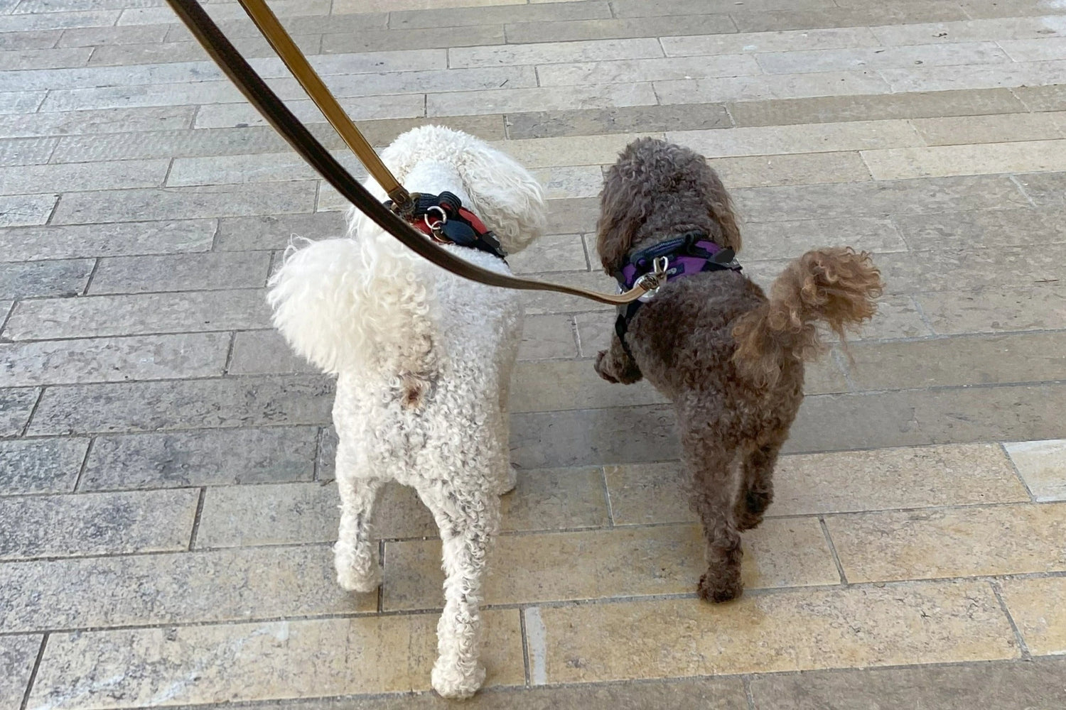 Leads, Leashes & Collars