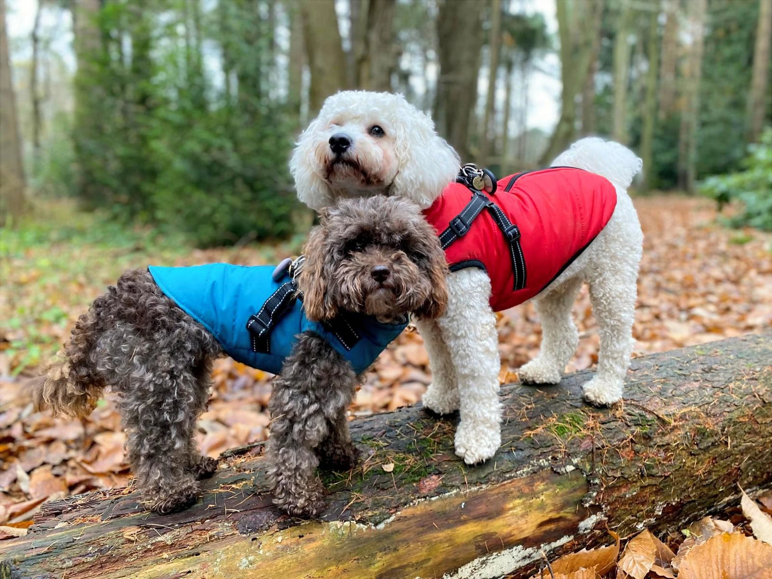 Coats with Harness