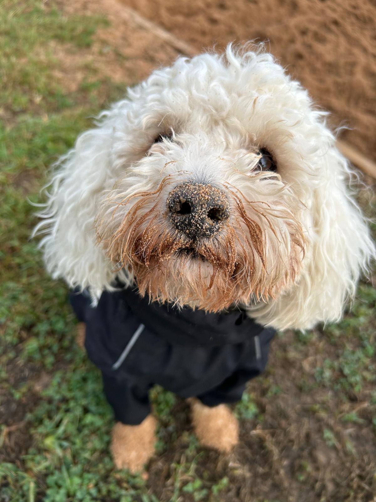 Smudge's Waterproof Coat