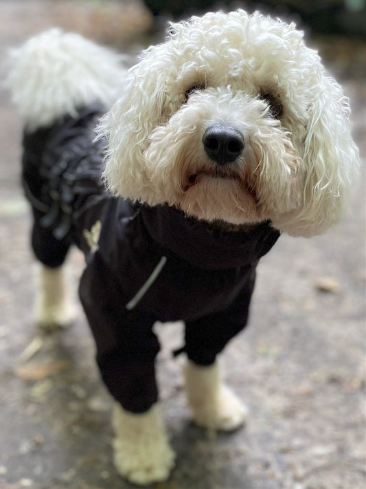 Smudge's Waterproof Coat