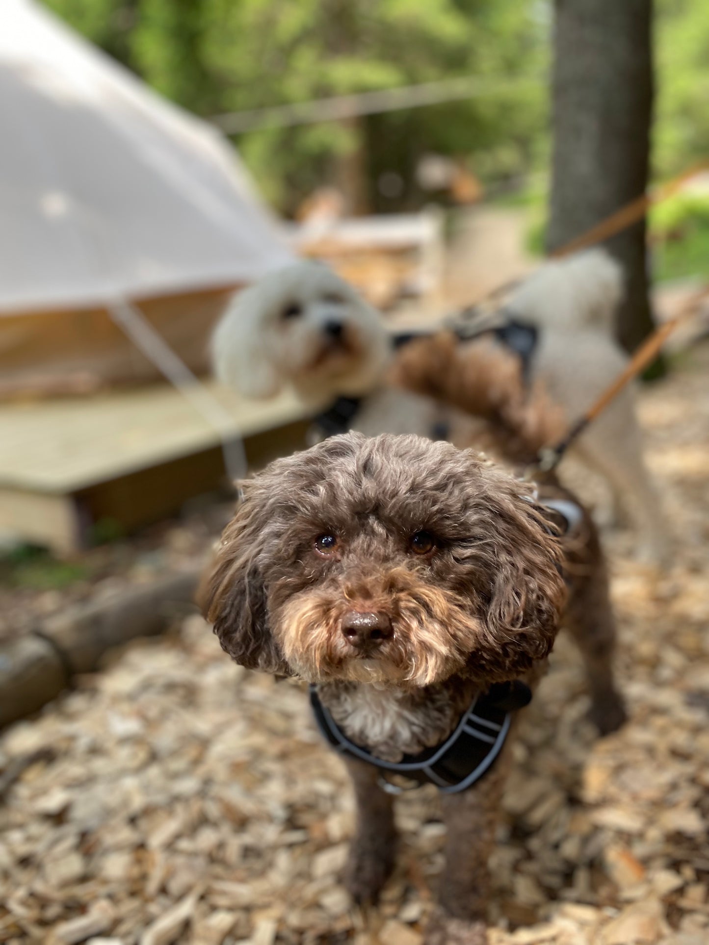 Breathable Harness with Integrated Air Tag Holder