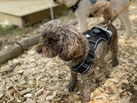 Breathable Harness with Integrated Air Tag Holder