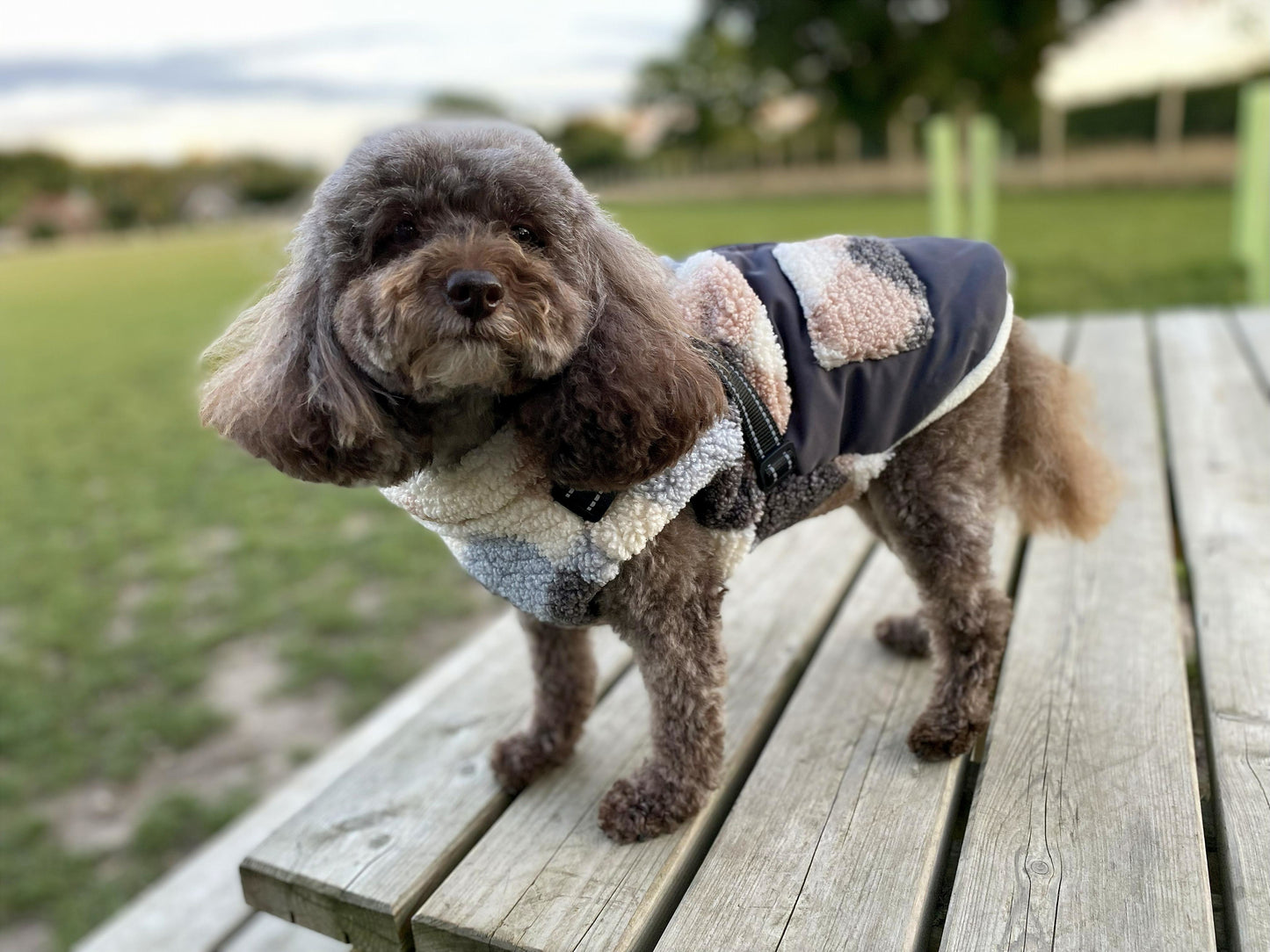 Pettit Jacket with Harness
