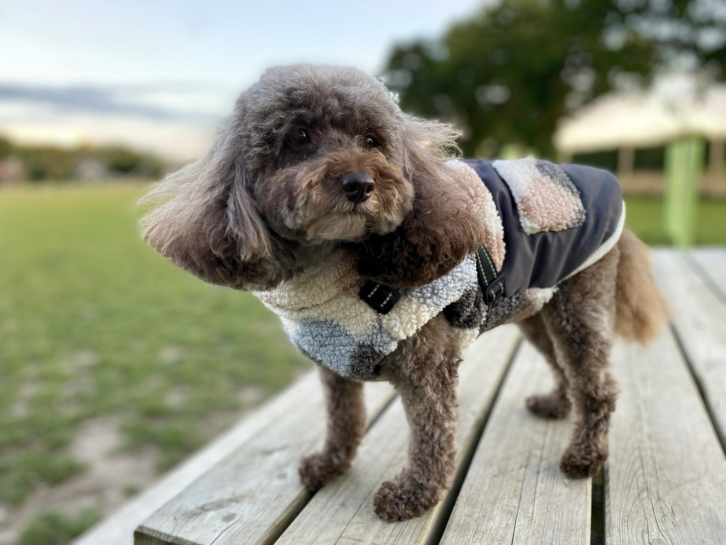 Pettit Jacket with Harness