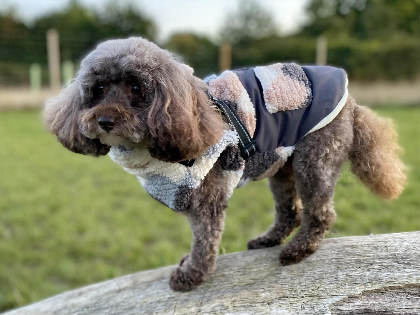 Pettit Jacket with Harness