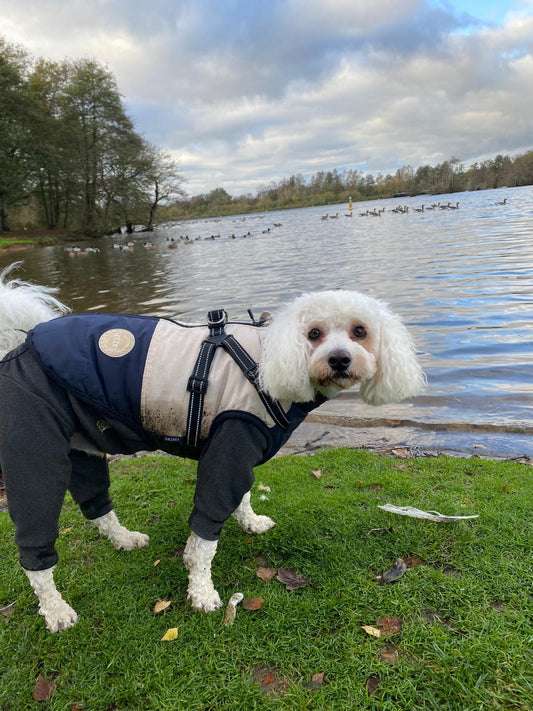Stylish Warm Vest with Integrated Harness