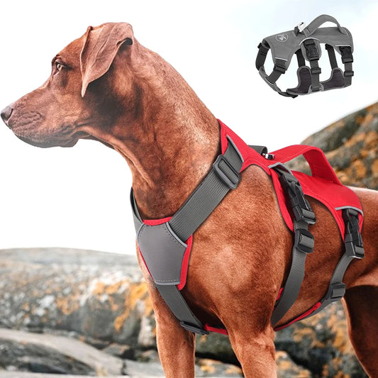 Adjustable Harness