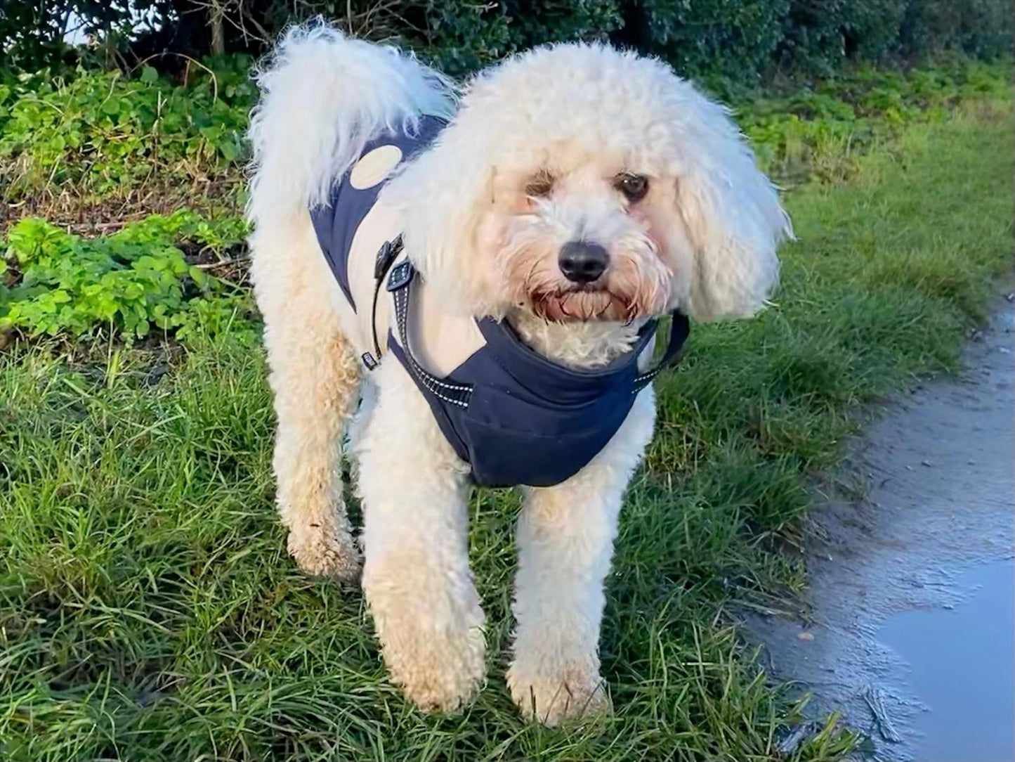 Stylish Warm Vest with Integrated Harness