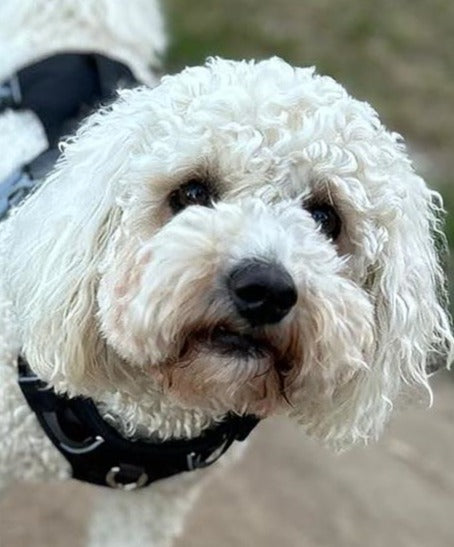 Durable Dog Harness