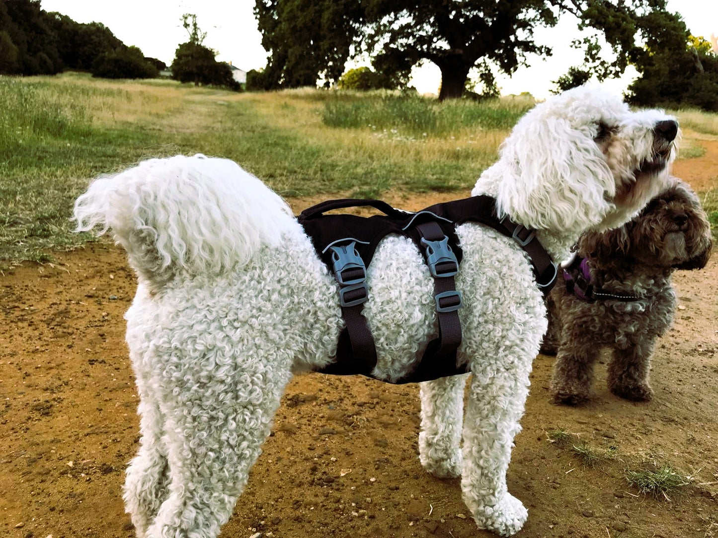Durable Dog Harness